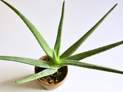 Aloe Vera, Foto (C) Irmgard Brottrager