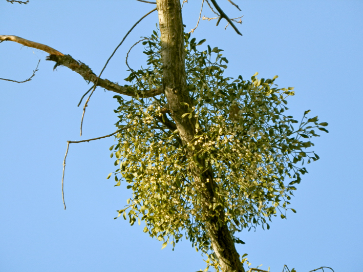 Mistel-Strauch, Foto (C) Irmgard Brottrager