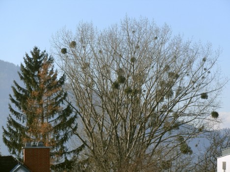 Mistel-Baum, Foto (C) Irmgard Brottrager