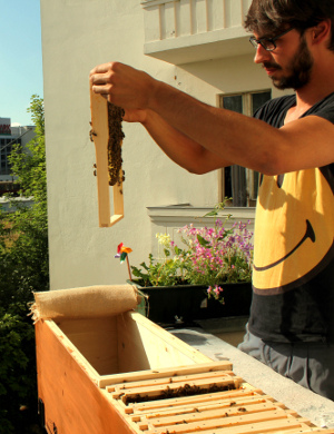 Im Trend: Imkern auf dem Balkon