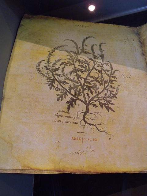 Pergamenthandschrift aus dem 5. Jh. n. Chr.: Botanische Beschreibung der Ambrosia Pergamenthandschrift aus dem 5. Jh. n. Chr.: Botanische Beschreibung der Ambrosia