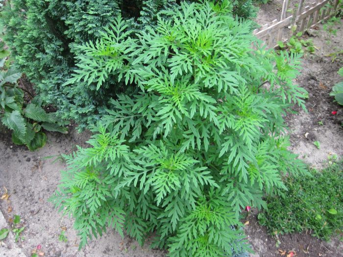 Ambrosia als Jungpflanze