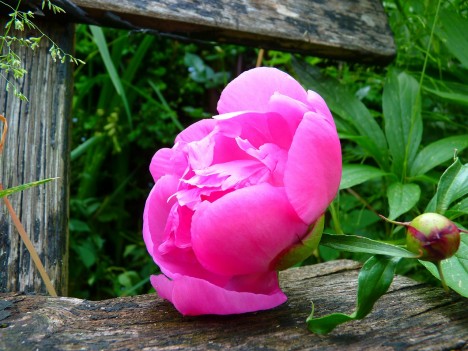 Die Pfingstrose - hre Schönheit wird in China und Europa gleichermaßen bewundert. Foto: CC-0 via http://pixabay.com/en/peony-flower-pink-spring-7641/