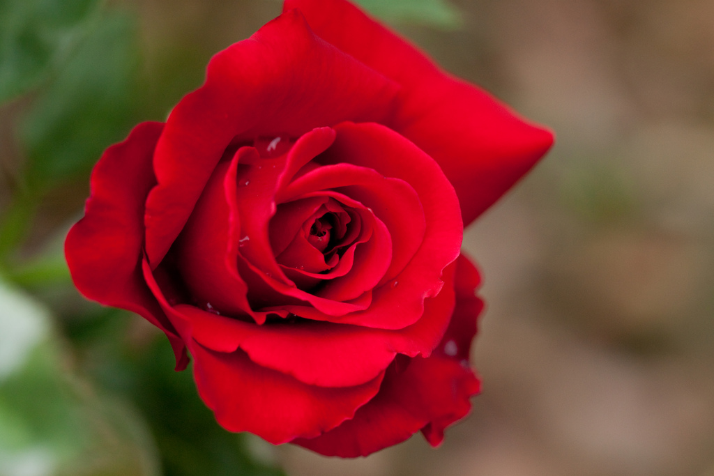 Sie ist die Königin unter den Blumen: die Rose