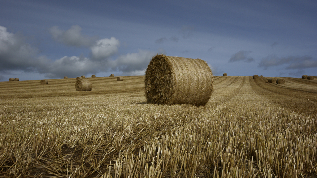 Strohballen auf einem abgeernteten Feld: "Haufenweise" hochwertiger Baustoff