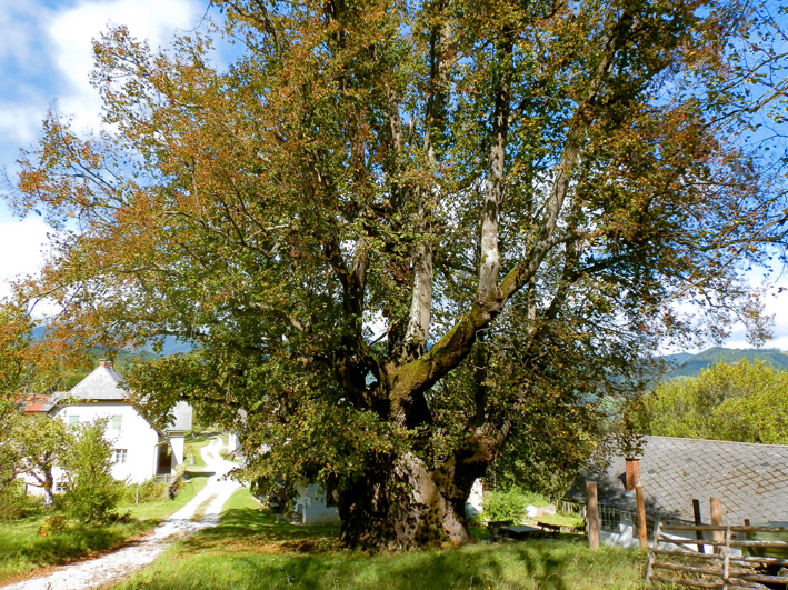 Foto (C) Irmgard Brottrager