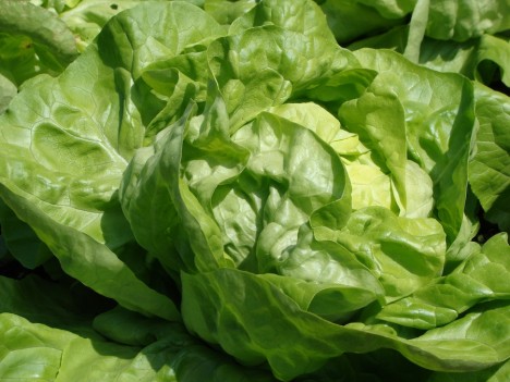 Salat schneckenfrei zu halten ist nicht einfach. Doch es kann gelingen. Foto: CC-BY-SA 3.0 by Hedwig Seipel