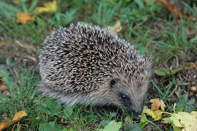 Igel freuen sich über liegengebliebenes Laub. Sie nutzen größere Laubhaufen als Winterquartier