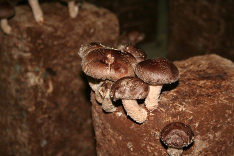 Reife Shiitake-Pilze, Foto (C) Joeri Cornille / flickr