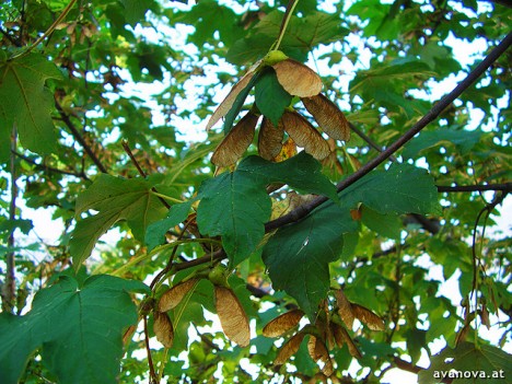 Ahornblätter und -Früchte, Foto (C) Avanova / flickr