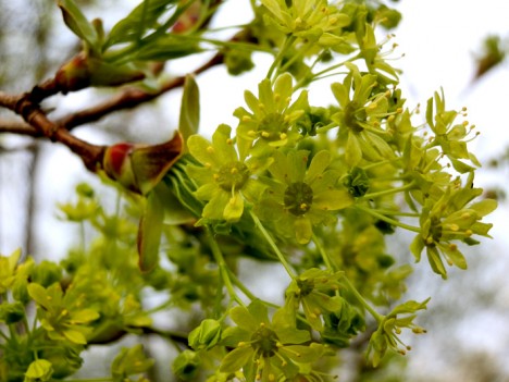 Ahornblüten, Foto (C) Irmgard Brottrager