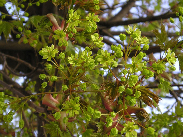 Ahornblüten, Foto (C) Maja Dumat / flickr