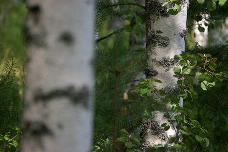 Birkenblätter, Foto (C) Rene Schwietzke / flickr