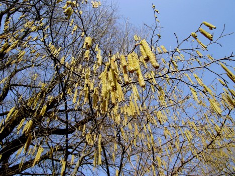 Männliche Birkenblüten, Foto (C) Irmgard Brottrager