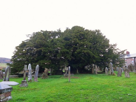 Uralte Eibe auf einem Friedhof in England, Foto (C) Peter / flickr