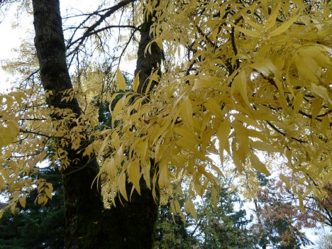Eschenblätter im Herbst, Foto (C) Wendy Cutler / flickr