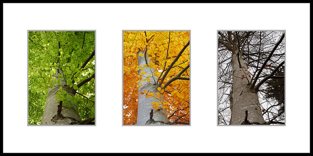 Buche im Jahreslauf, Foto (C) Siegfried Rabanser / flickr