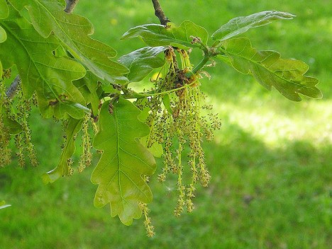Eichenblüte, Foto (C) Maja Dumat / flickr