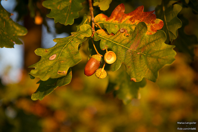 Eicheln, Foto (C) Marius Langwiler / flickr