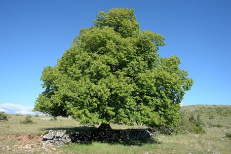 Lindenbaum, Foto (C) free photos / flickr