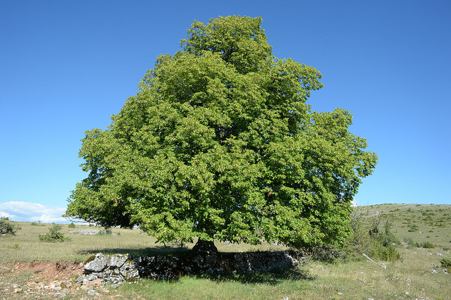 Lindenbaum, Foto (C) free photos / flickr
