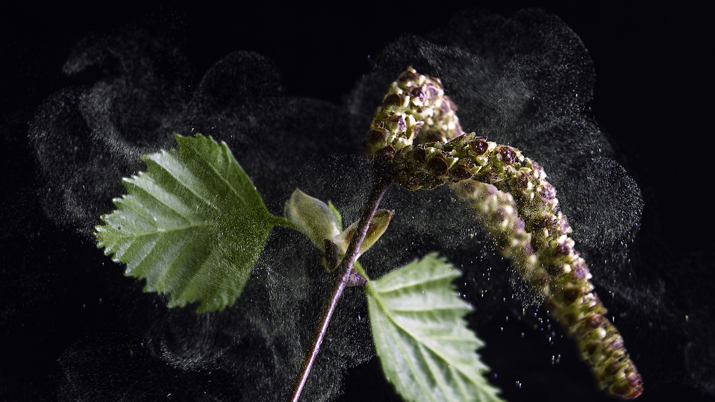 Birkenpollen machen Allergikern im Frühjahr das Leben schwer