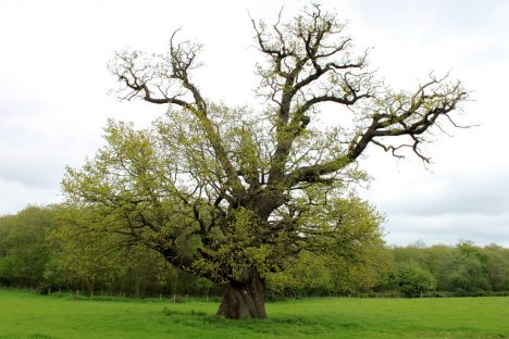 Eichenbaum auf freiem Feld