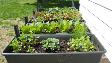 Gemüsebeet mieten auf Zeit: Auch ohne eigenen Garten kann man zum Selbstversorger werden