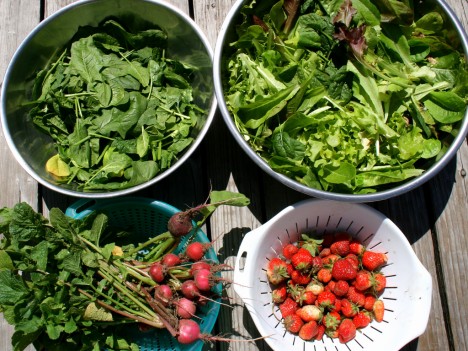 Die Mühe hat sich gelohnt: Gemüseernte im eigenen Garten mit Radieschen, Erdbeeren, Spinat und Schnittsalat