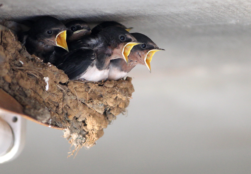 Hungrige Jungschwalben recken ihre Schnäbel aus dem Schwalbennest