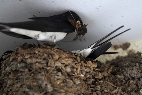 Schwalben beim Nestbau
