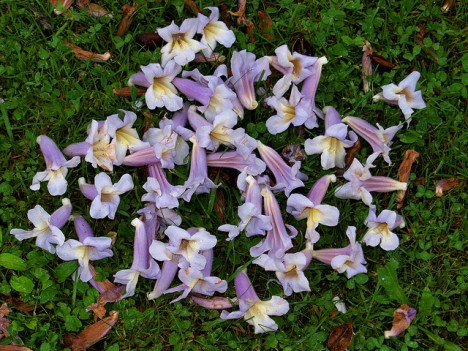 Blüten vom Blauglockenbaum, Foto (C) Roberto Verzo / flickr
