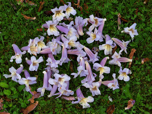 Blüten vom Blauglockenbaum, Foto (C) Roberto Verzo / flickr