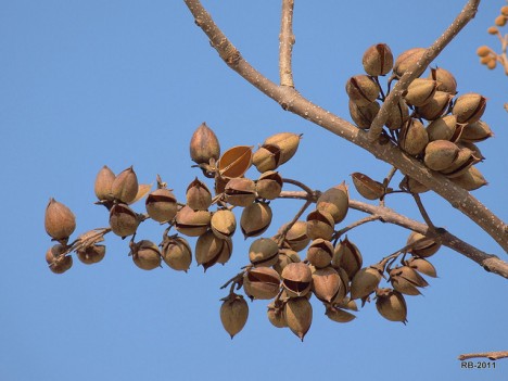 Früchte vom Blauglockenbaum-früchte, Foto (C) Roberto Verzo / flickr