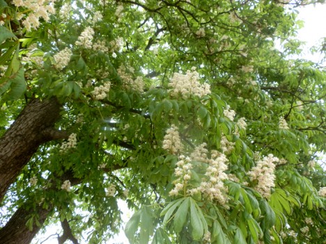 Rosskastanien-Blüten, Foto (C) Irmgard Brottrager