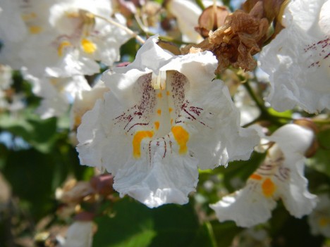 Trompetenbaum-Blüte, Foto (C) Michael Gras, M.Ed. / flickr
