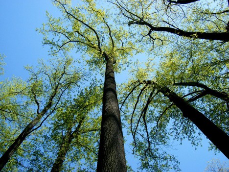 Tulpenbaum, Foto (C) Chris Connelly / flickr