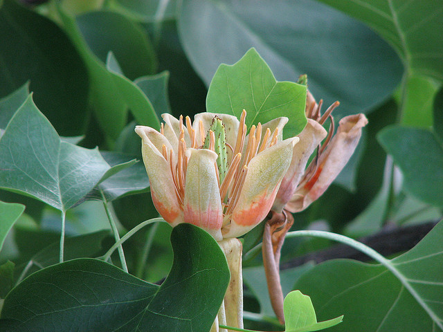 Tulpenbaum, Foto (C) Cristian Bortes / flickr