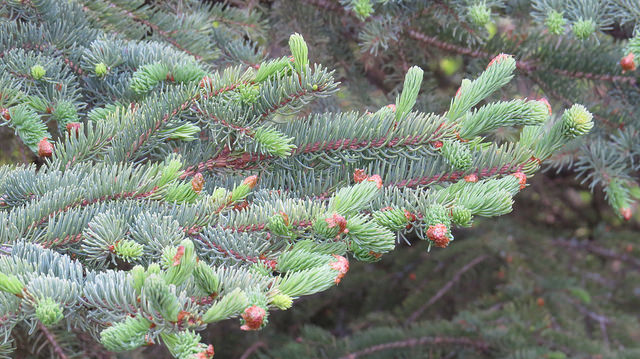 Fichtenblüten und Triebe, Foto (C) Luke Jones / flickr