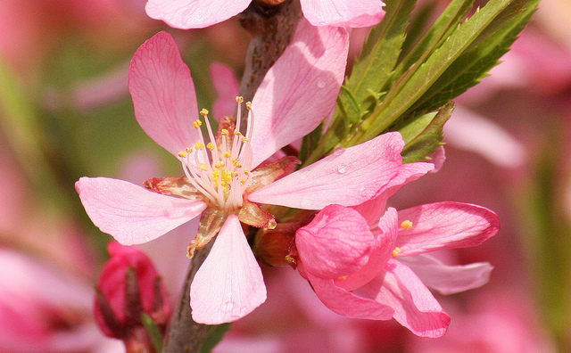 Mandelblüte, Foto (C) Maja Dumat / flickr