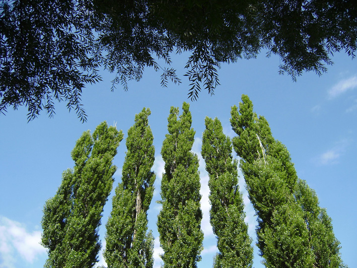 Pappelreihe, Foto (C) Irmgard Brottrager