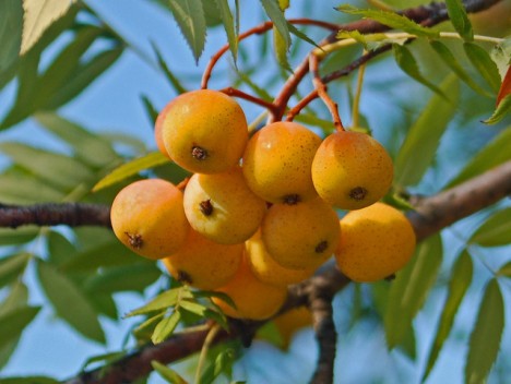 Speierling-Äpfel, Foto (C) Ettore Balocchi / flickr
