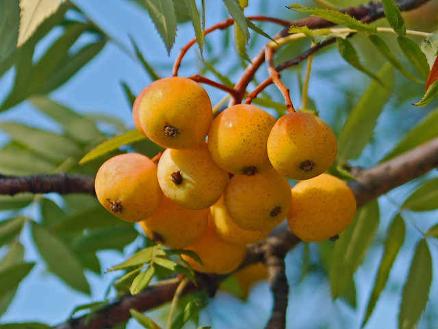 Speierling-Äpfel, Foto (C) Ettore Balocchi / flickr