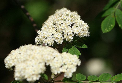 Ebereschenblüten, Foto (C) Andy / Andrew Fogg / flickr