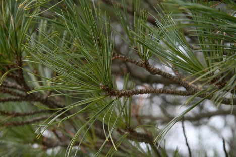 Zirbennadeln, Foto (C) John Paul Endicott / flickr
