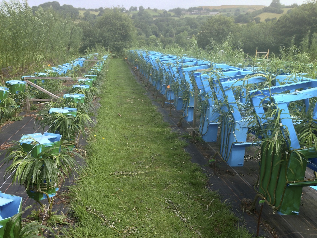 In solch einer Möbelfarm werden die Einrichtungsgegenstände herangezogen