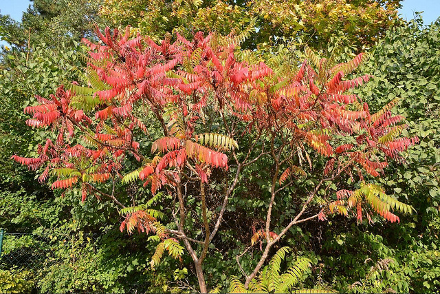 Essigbaum, Foto (C) Thomas Kohler / flickr