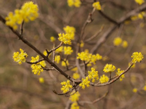 Kornelkirschen-Blüten, Foto (C) Roberto Verzo / flickr