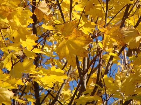 In der herbstlichen Natur finden Sie alle Gelbnuancen vor. Foto: © Hedwig Seipel