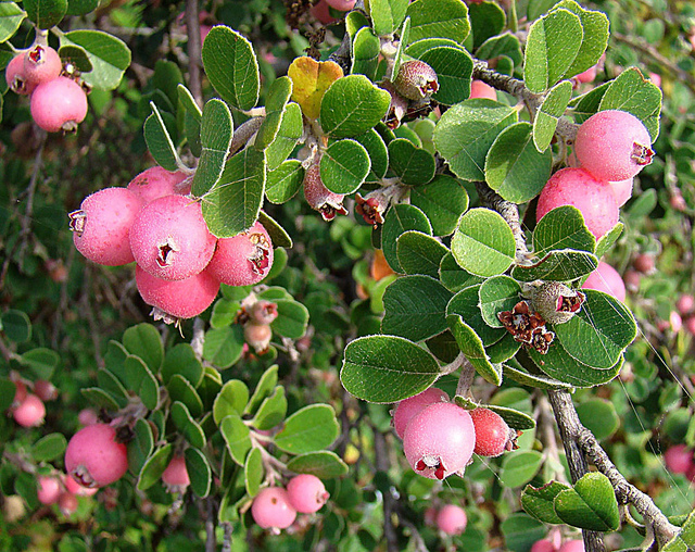 Purpurfarbige Felsenbirnen, Foto (C) Dick Culbert / flickr